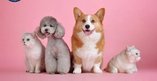 Bán nhà nhanh chóng: Bí quyết tận dụng không gian cho thú cưng