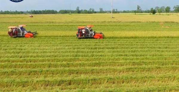 Chuyển Đổi Đất Lúa Sang Cà Phê: Mức Phạt Khi Không Tuân Thủ Thủ Tục?
