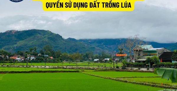 Quyền Chuyển Nhượng Đất Lúa Cho Người Không Nông Nghiệp: Điều Kiện & Quy Định